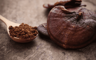 Top 3 Medicinal Mushrooms for Brain Health