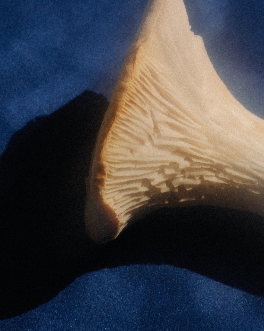 An edible mushroom